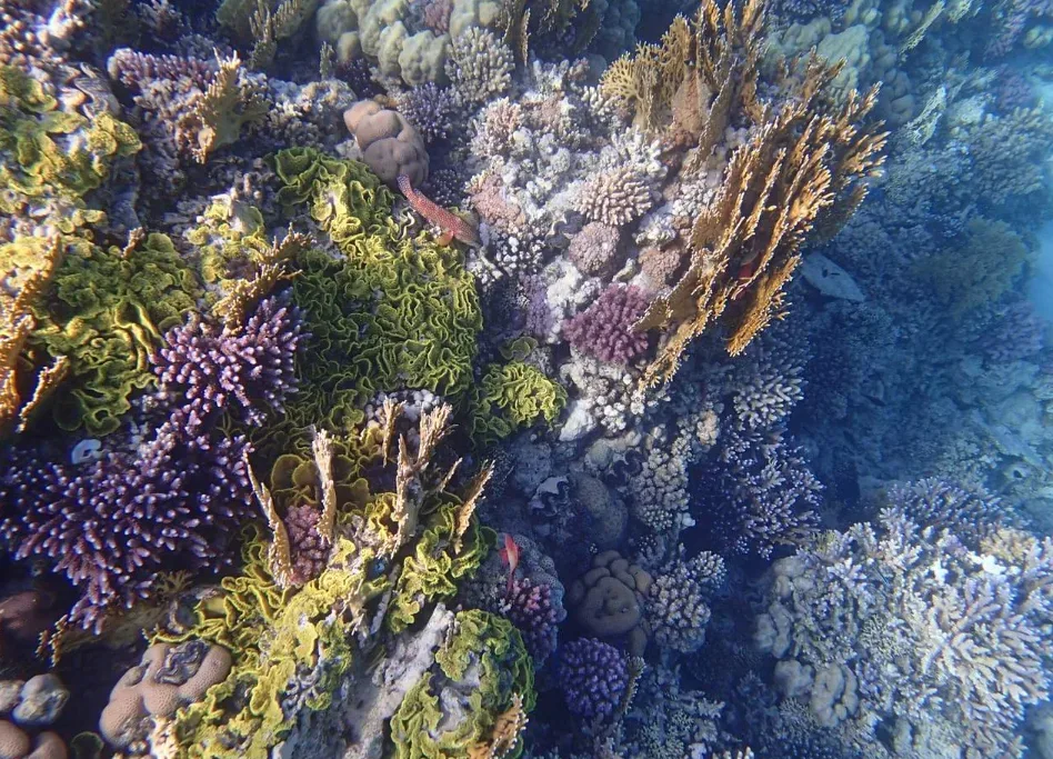 Ilustracja do odpowiedzi: Czy Marsa Alam jest lepsza od Hurghady dla rafy i snorkelingu?