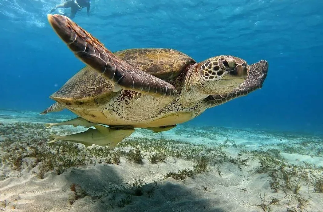 Ilustracja do odpowiedzi: Czy Marsa Alam jest lepsza od Hurghady dla rafy i snorkelingu?