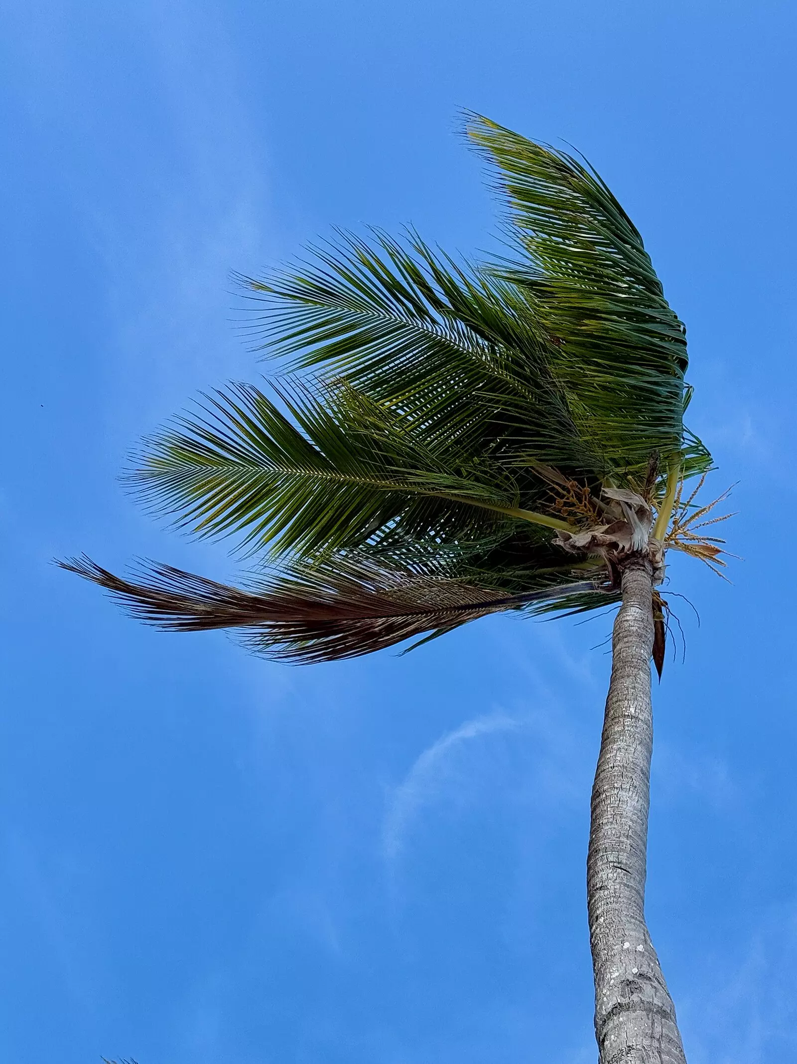 Plaża Bávaro w Punta Cana