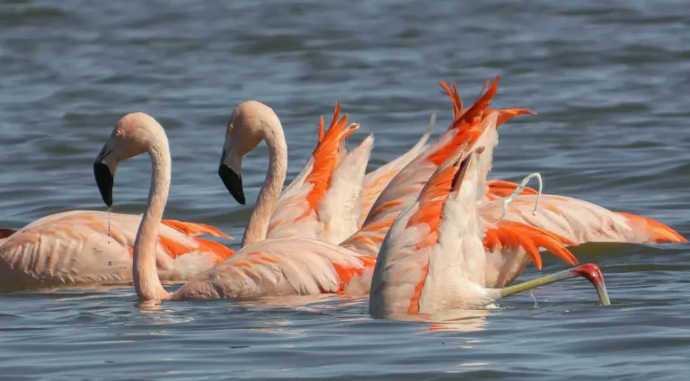 Flamingi brodzące w słonym jeziorze Larnaki