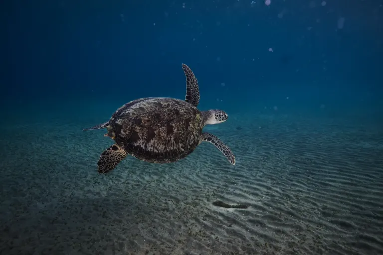 Żółw morski unoszący się nad rafą w Marsa Alam