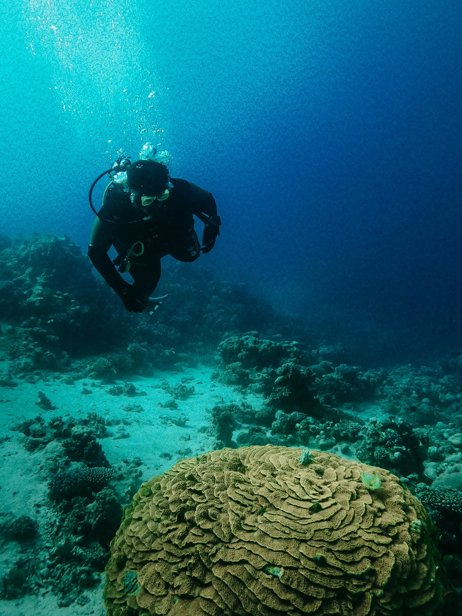 Nurek eksplorujący koralową ścianę w Morzu Czerwonym