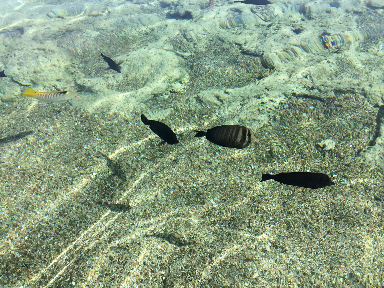 Snorkeling przy rafie koralowej w Marsa Alam