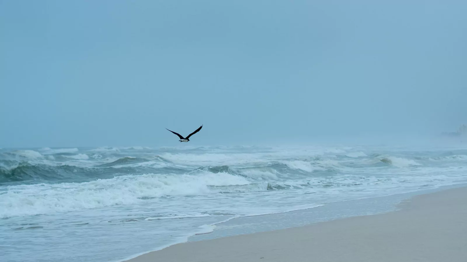 Plaża w Salali z palmami i turkusową wodą