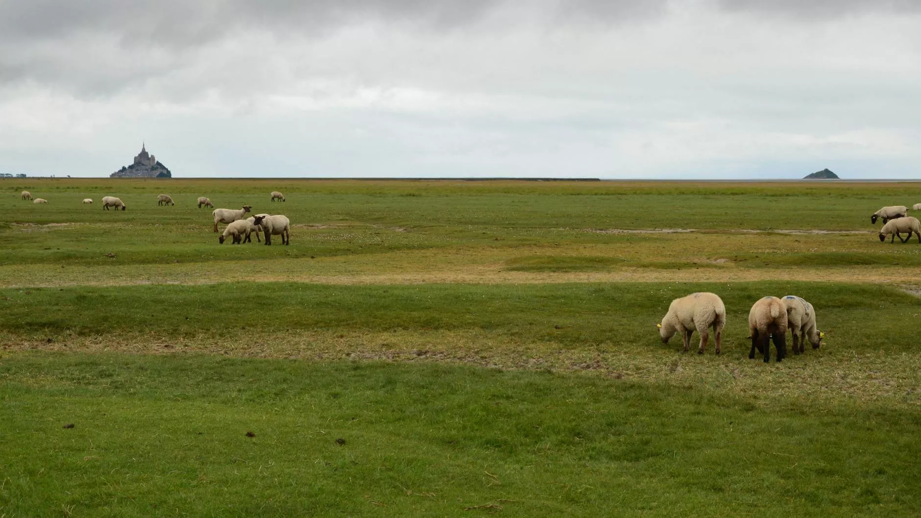 Mont-Saint-Michel wśród zielonych pastwisk Normandii