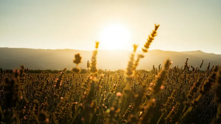 Lawendowe pola w Valensole o wschodzie słońca