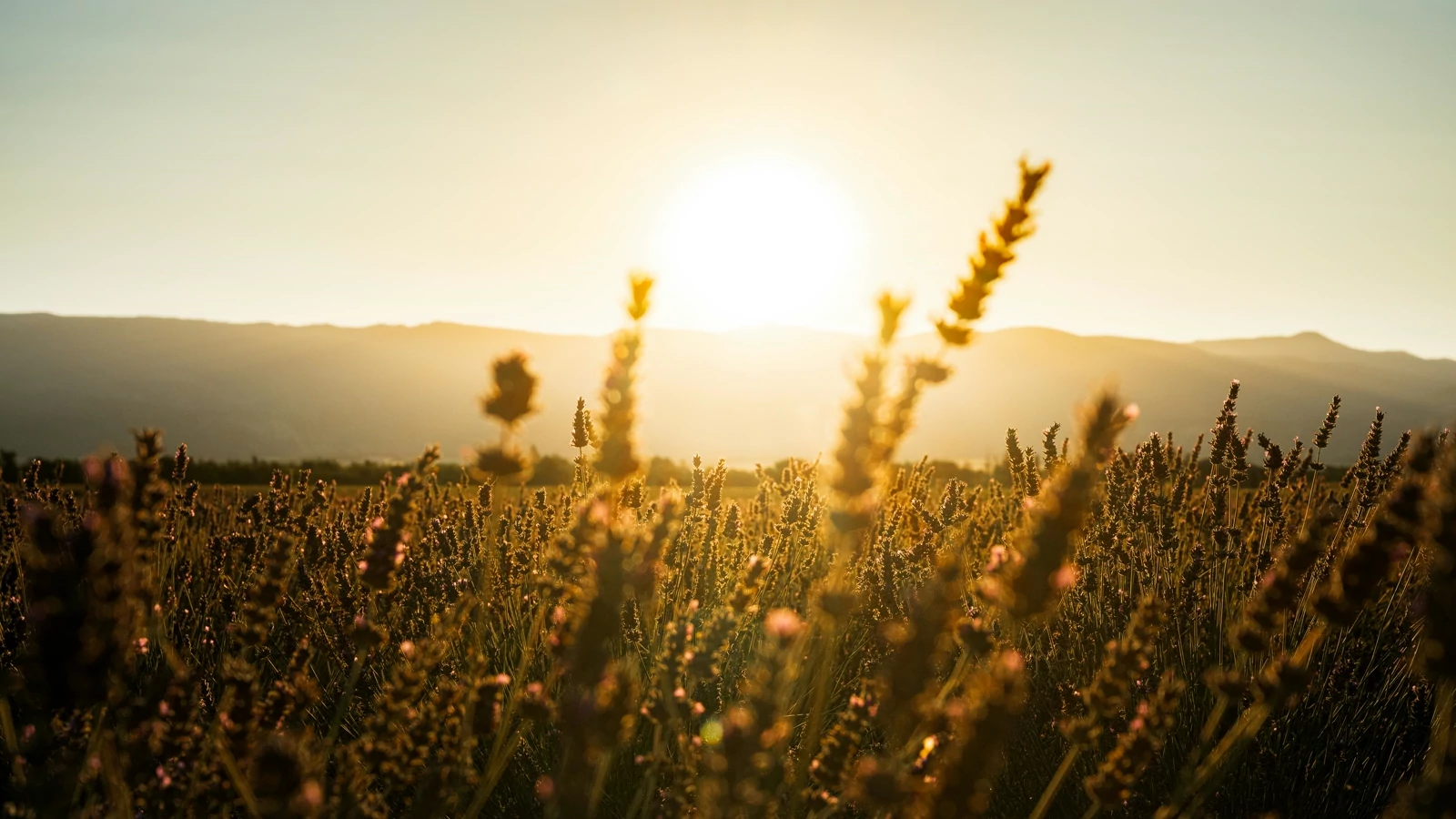 Lawendowe pola w Valensole o wschodzie słońca