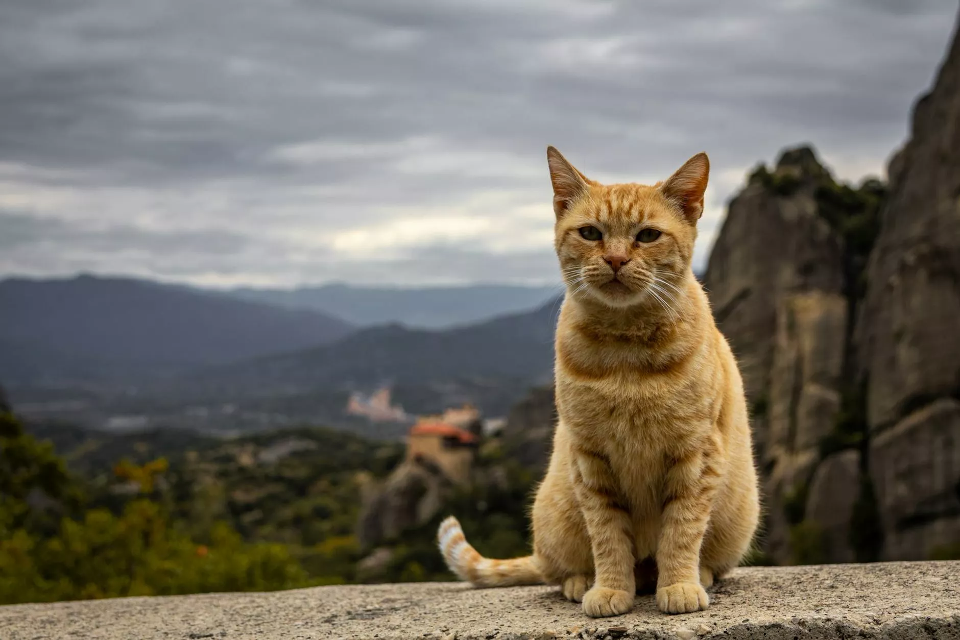 Zielone wzgórza półwyspu Pelion