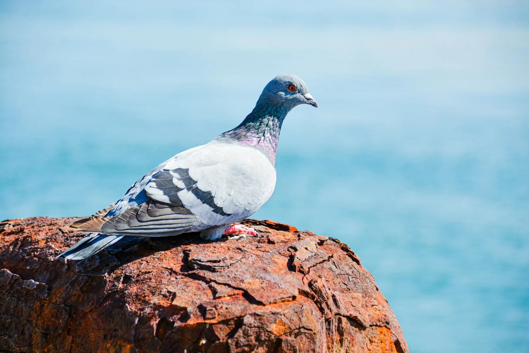 Widok na wybrzeże Krety z klifami i lazurową wodą