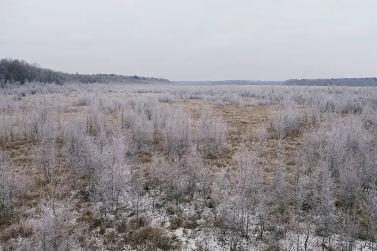 Zaśnieżone stoki Mavrova z lasem świerkowym i doliną