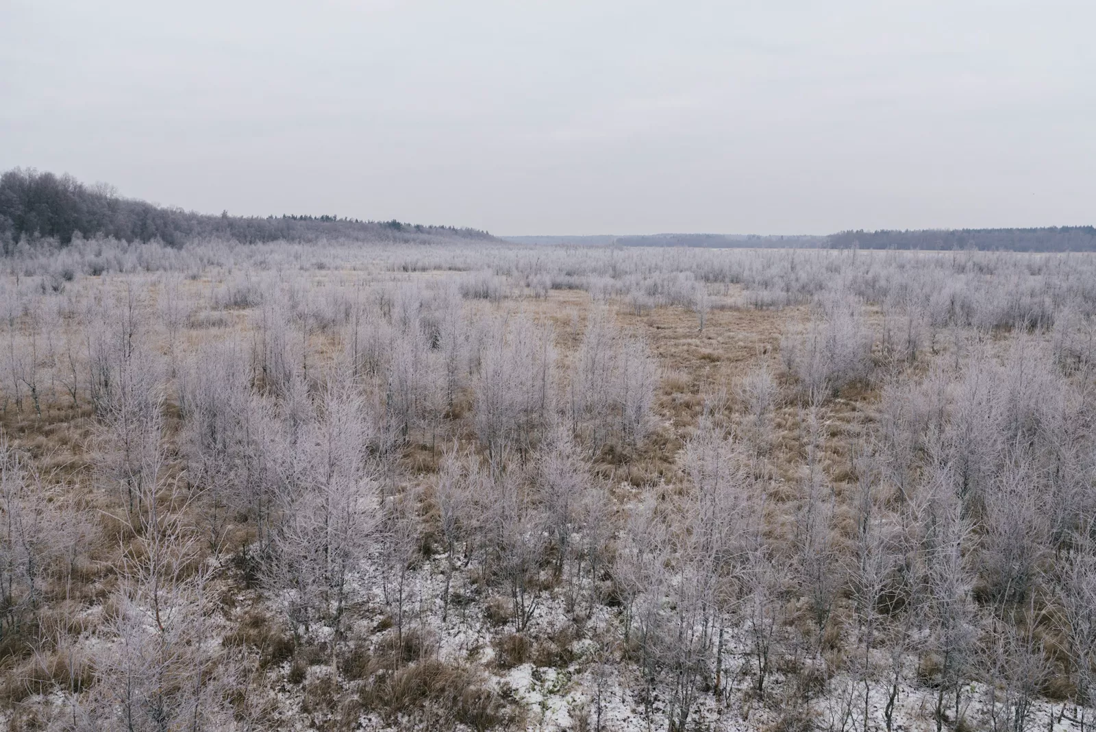 Zaśnieżone stoki Mavrova z lasem świerkowym i doliną