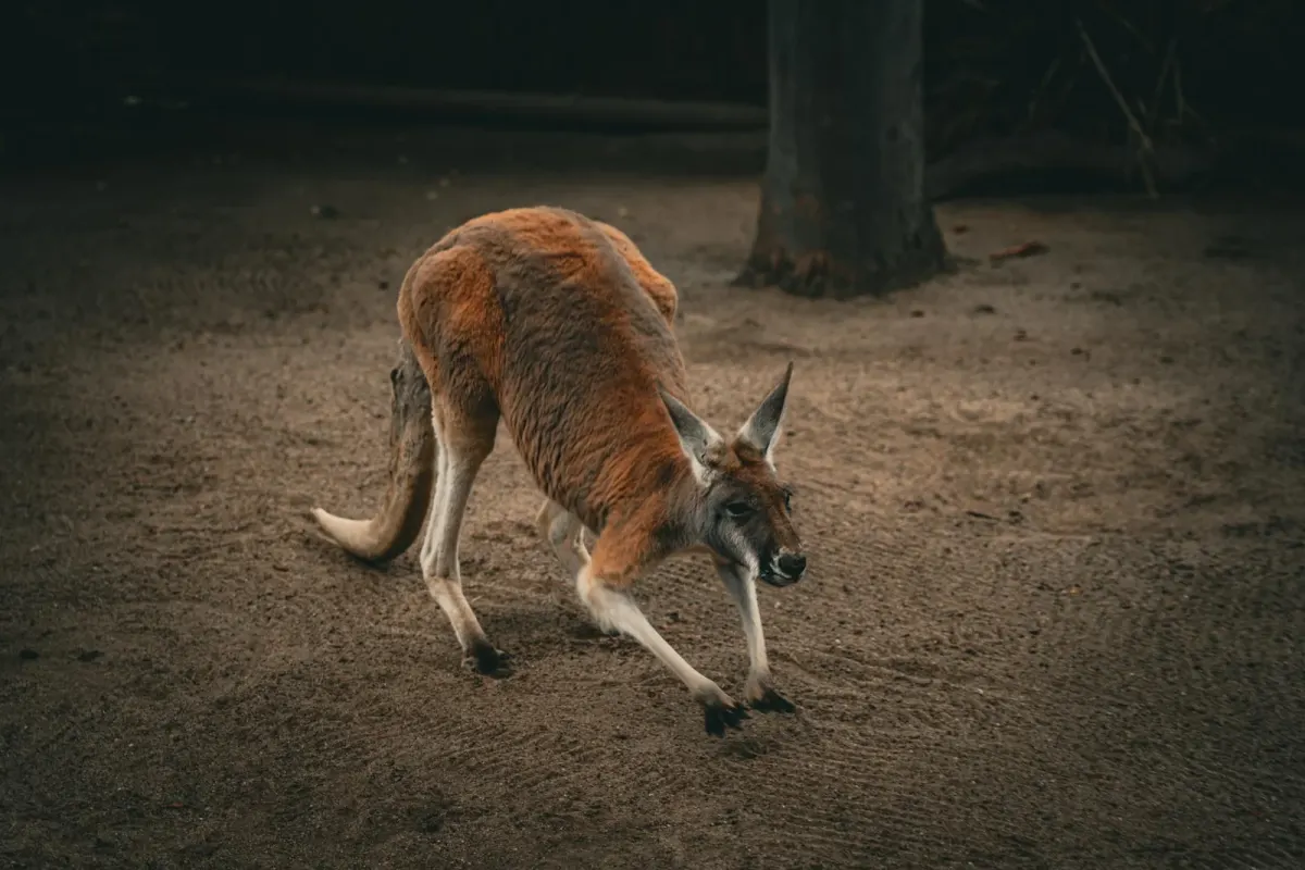 Najpiękniejsze zwierzęta Australii