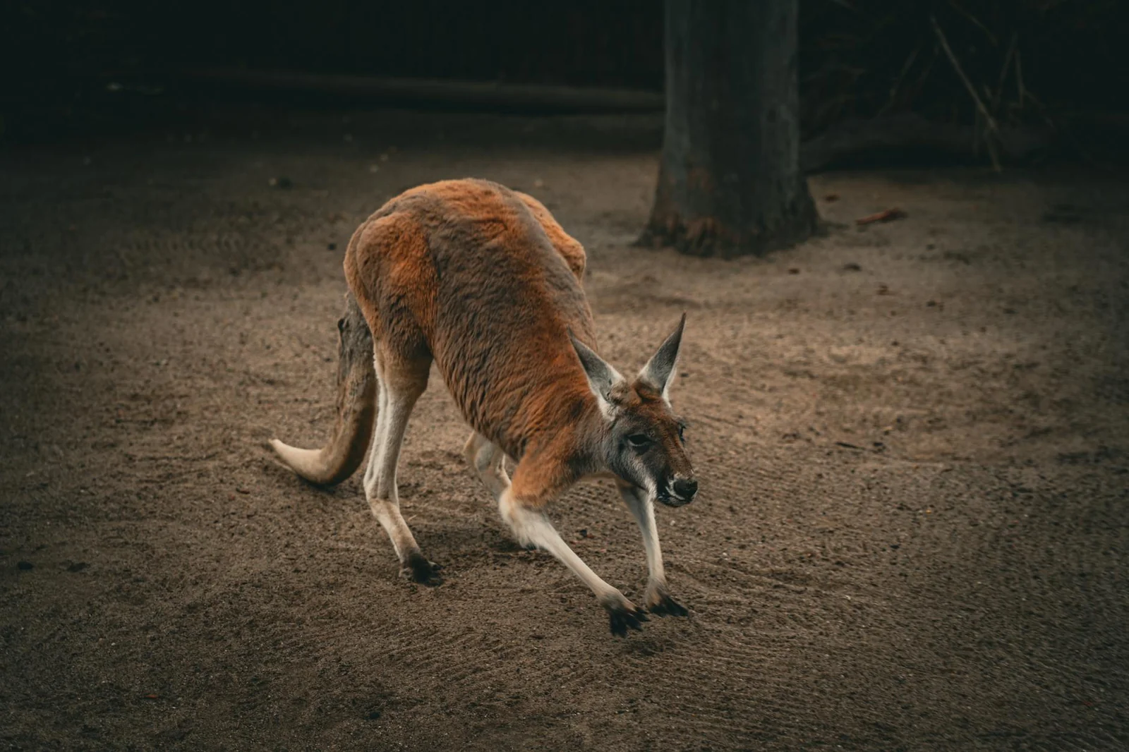 Najpiękniejsze zwierzęta Australii