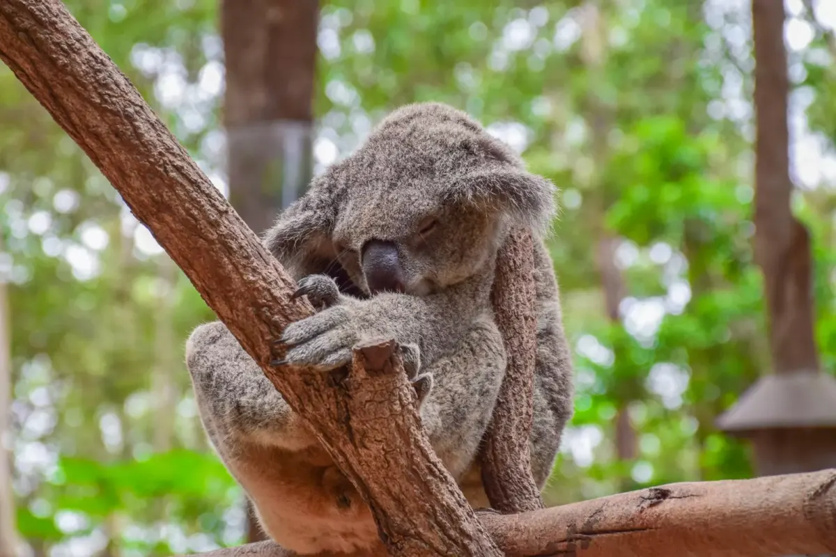 Koala wspinający się po gałęzi eukaliptusa