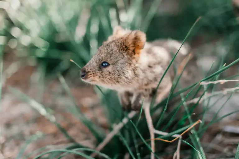 Quokka stojąca na tylnych łapach wśród piaskowych wydm