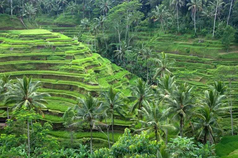 Zielone tarasy ryżowe w okolicy Ubud na Bali