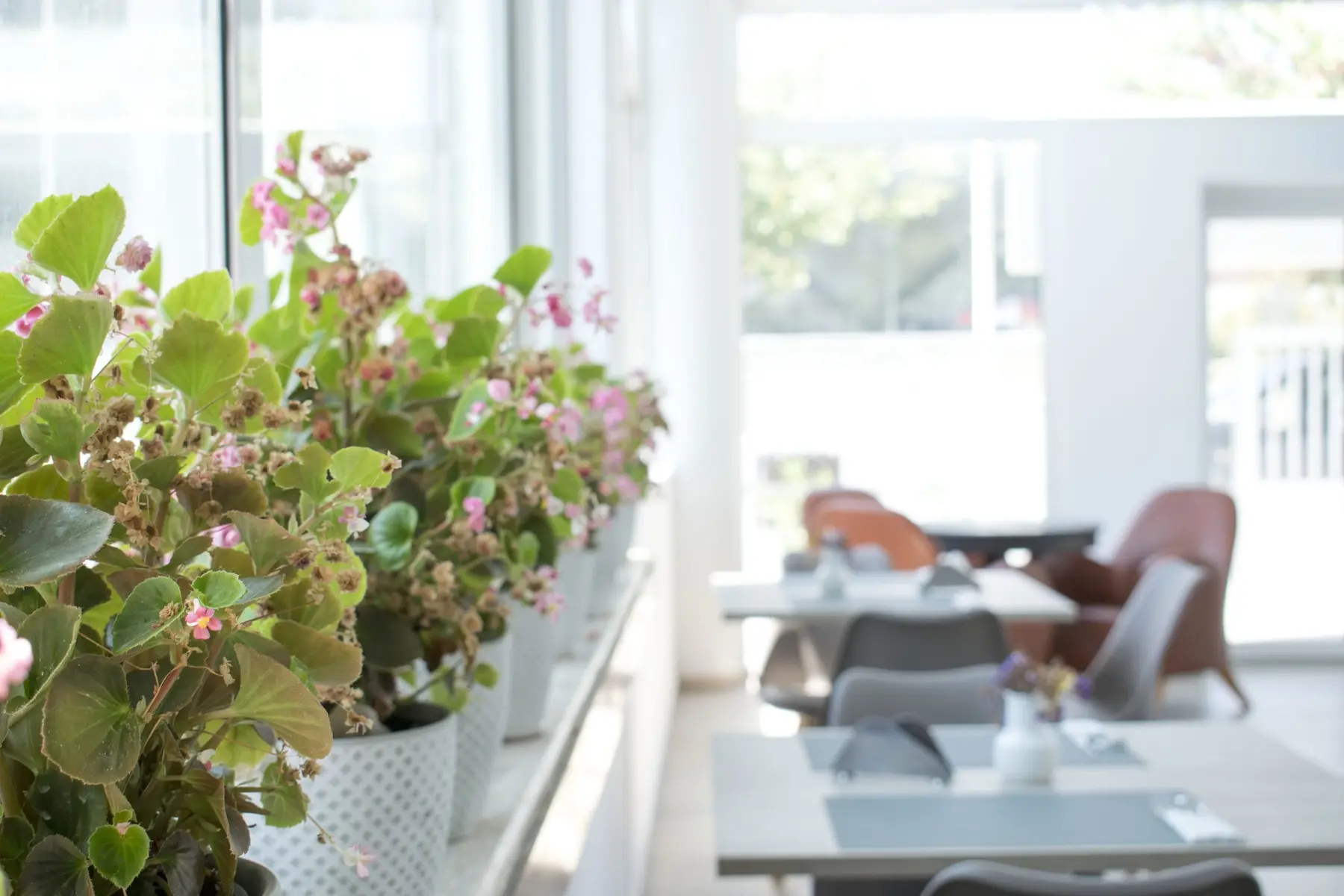 Anastasia — ANASTASIA