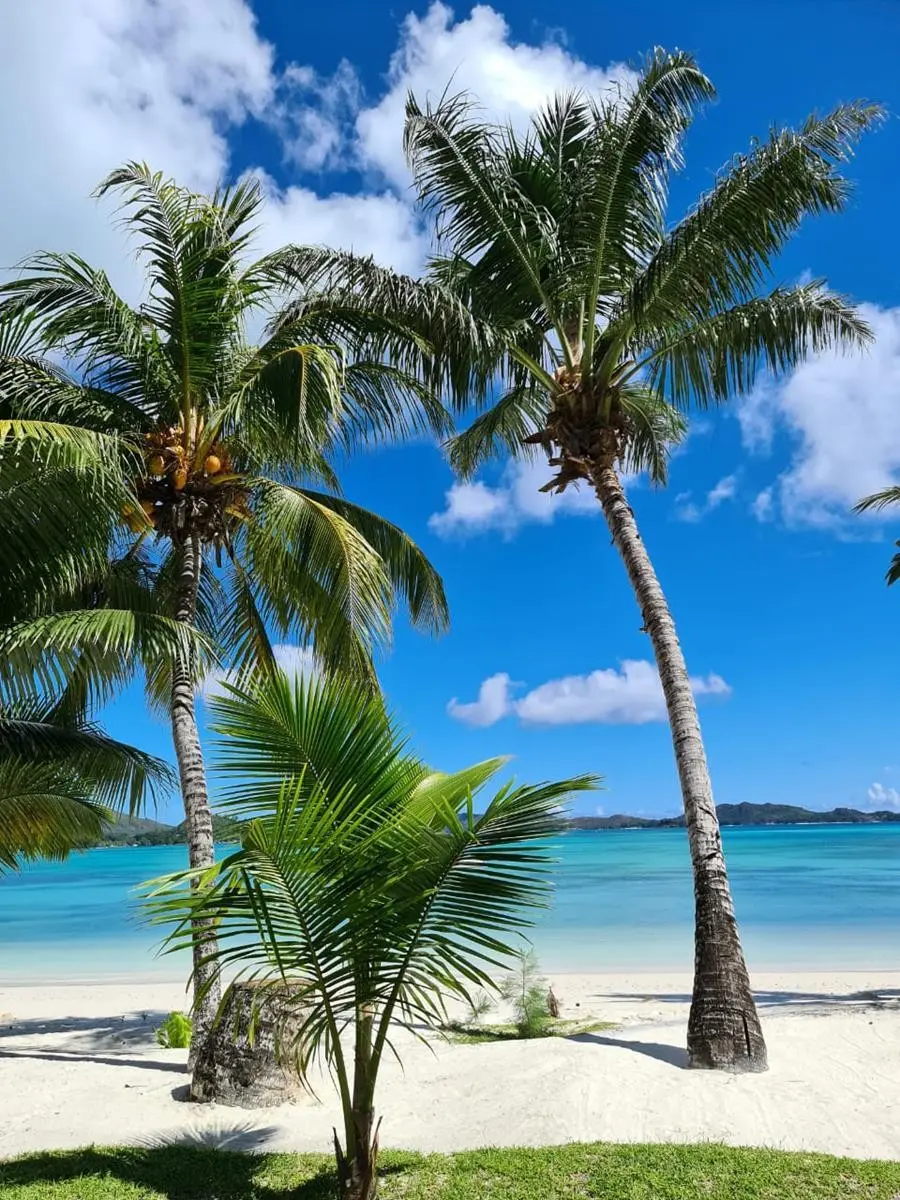 L'Archipel — L'ARCHIPEL