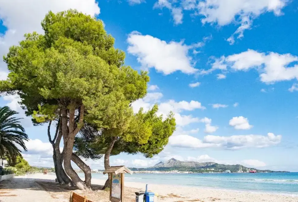 Plaża przy hotelu Zafiro Alzinar Mar
