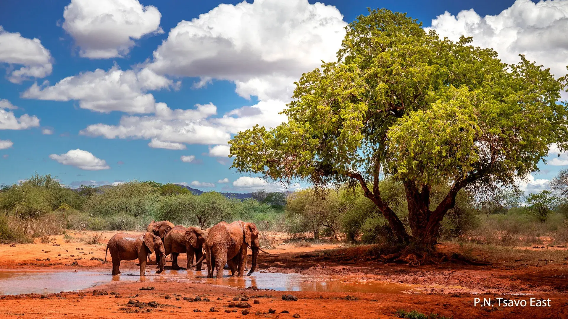 Hotel Afryka Dzika + Hotel Neptune Palm Beach Boutique Resort & Spa