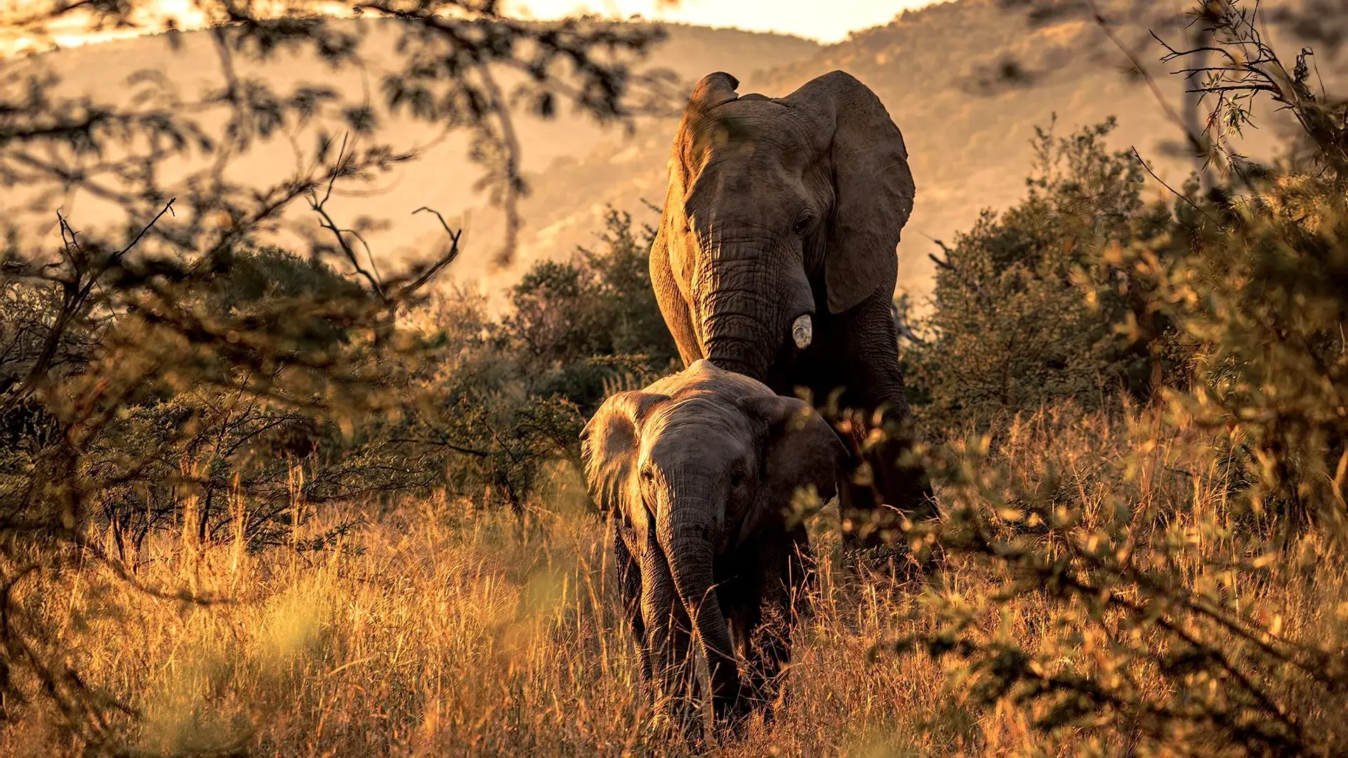 Hotel Afrykańska Przygoda Platinum