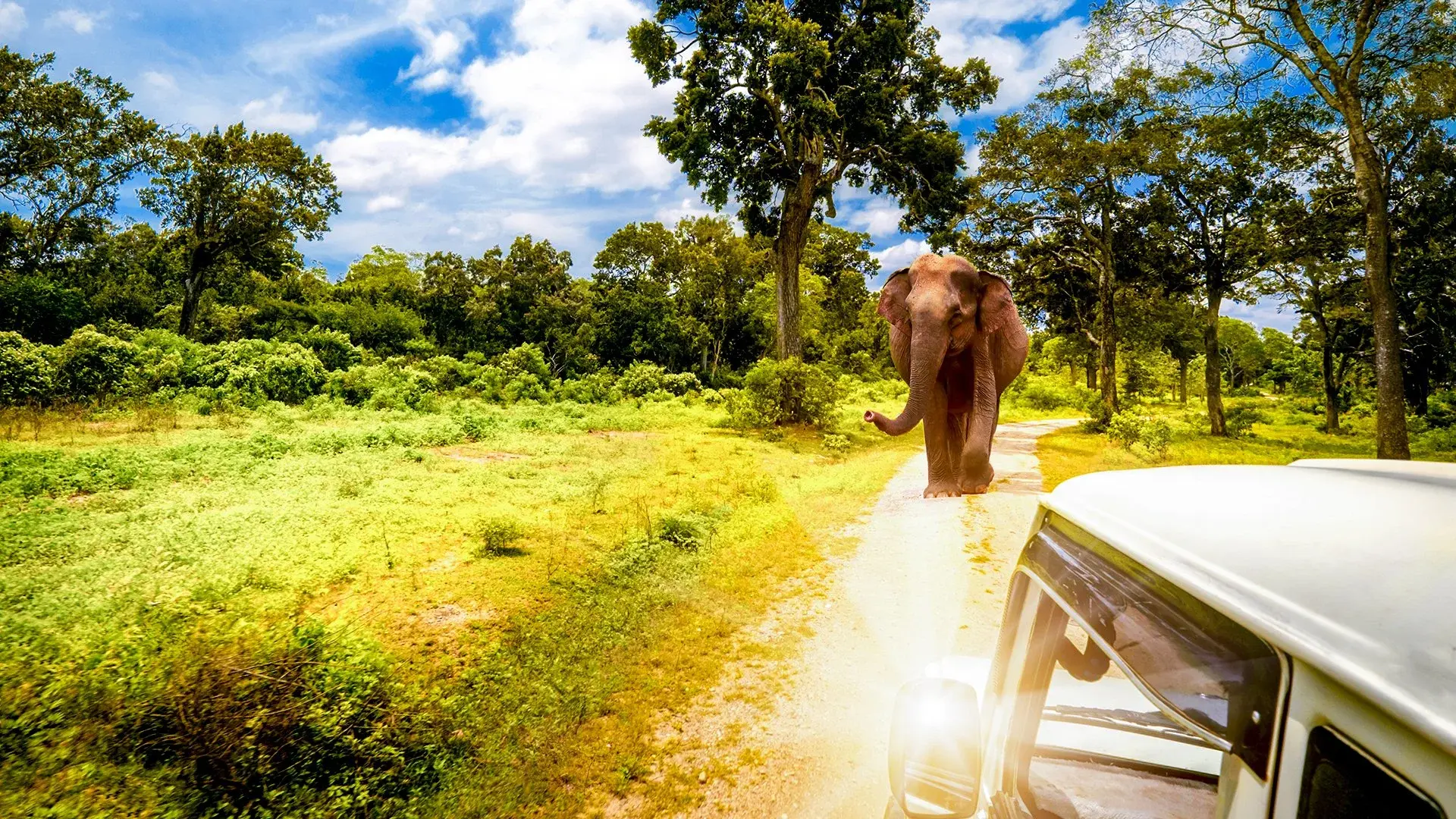 Wycieczka Cejlońskie safari