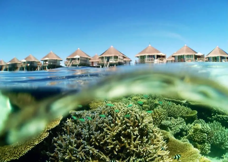 Hotel Safari Island Resort — SAFARI ISLAND RESORT & SPA