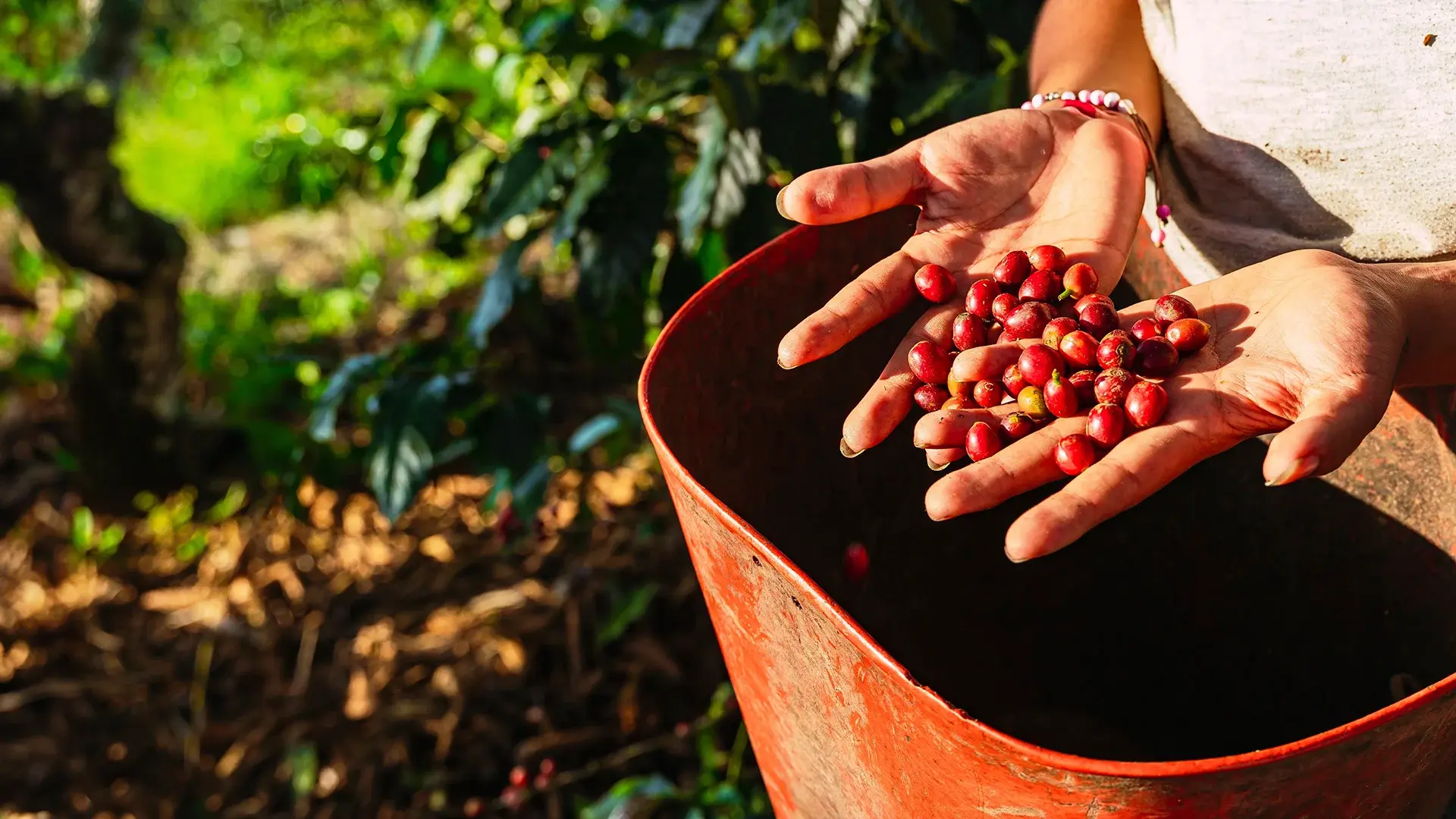 Wycieczka Kolumbia: smak kawy i słońca