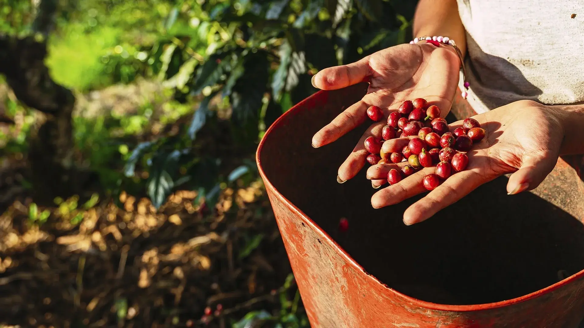 Hotel Kolumbia: smak kawy i słońca + Hotel Irotama del Lago