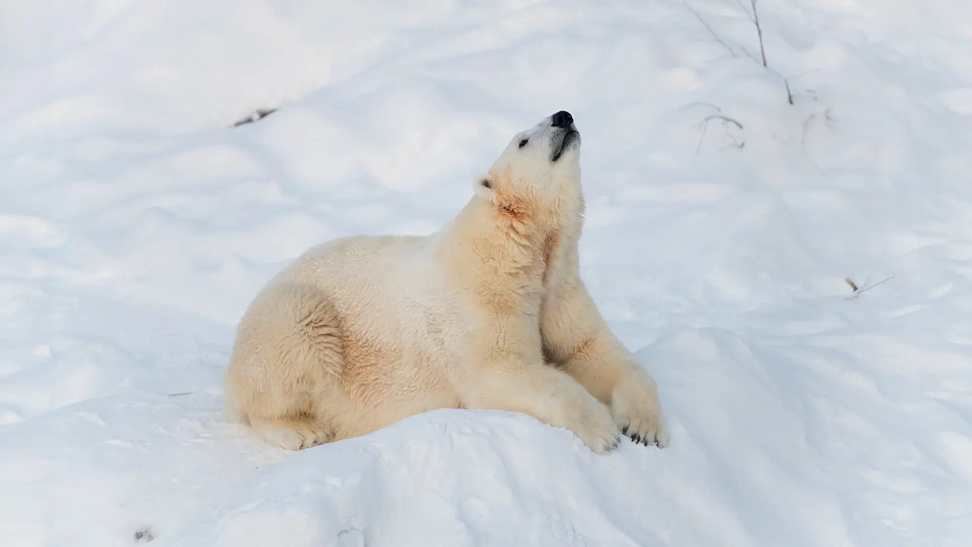 Laponia – z wizytą u Mikołaja