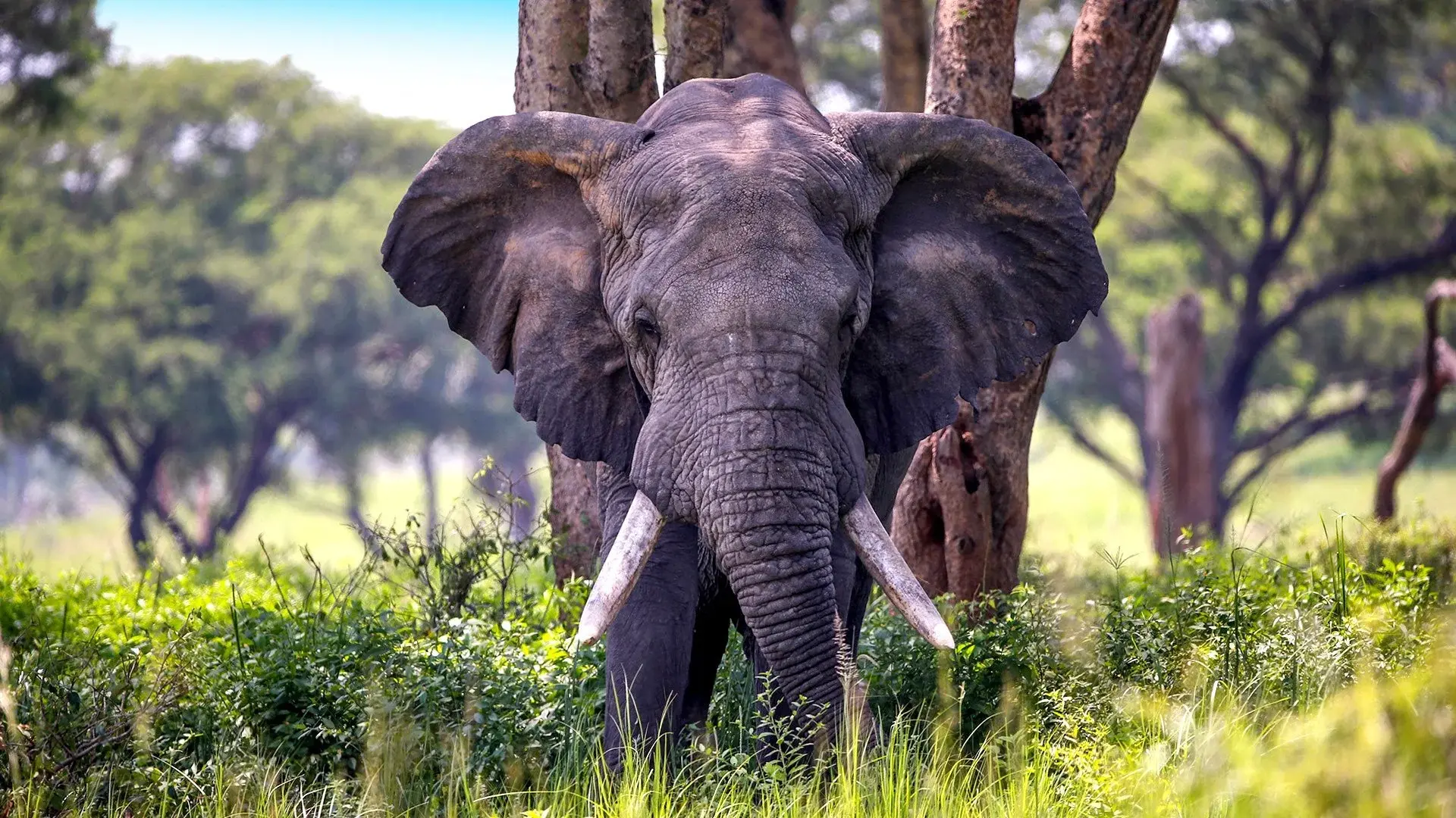 Hotel Perły Wschodniej Afryki: Uganda i Rwanda