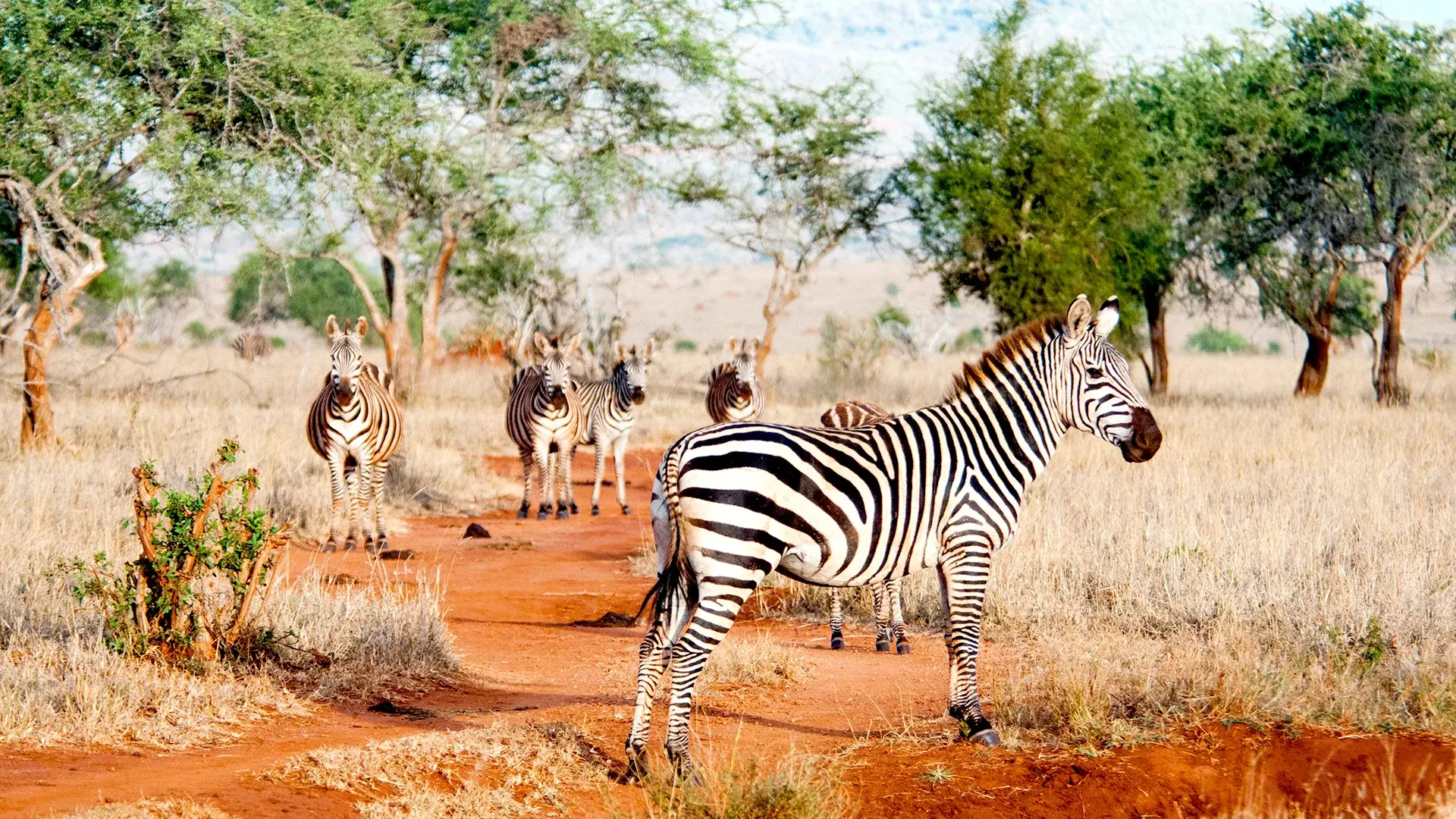 Atrakcje dla dzieci w hotelu Safari Express + Hotel PrideInn Paradise Beach Resort