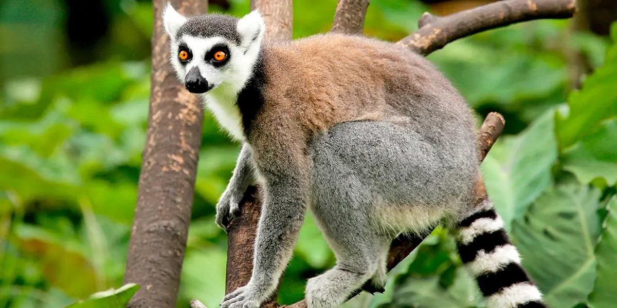 Hotel Z wizytą u lemurów