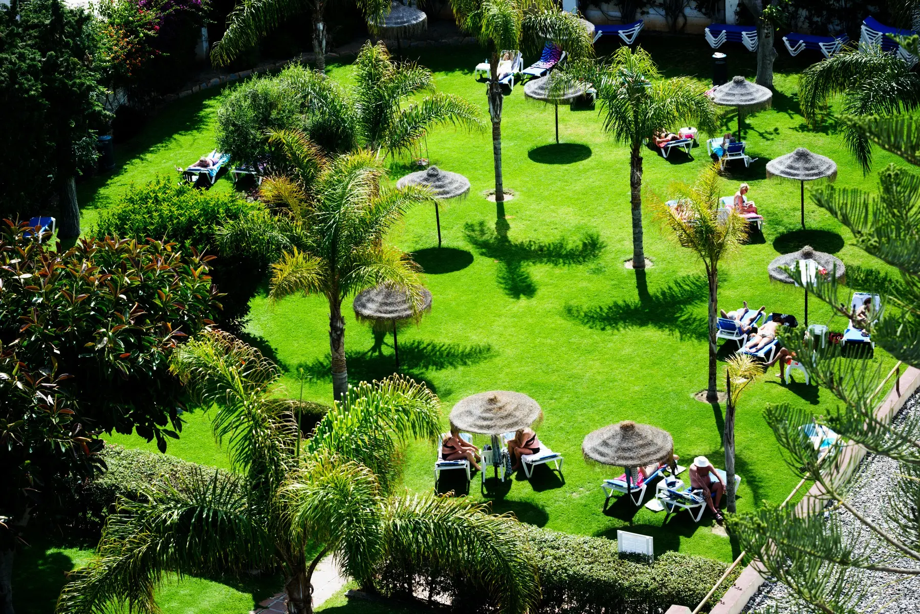 Monarque Cendrillon — MONARQUE CENDRILLON