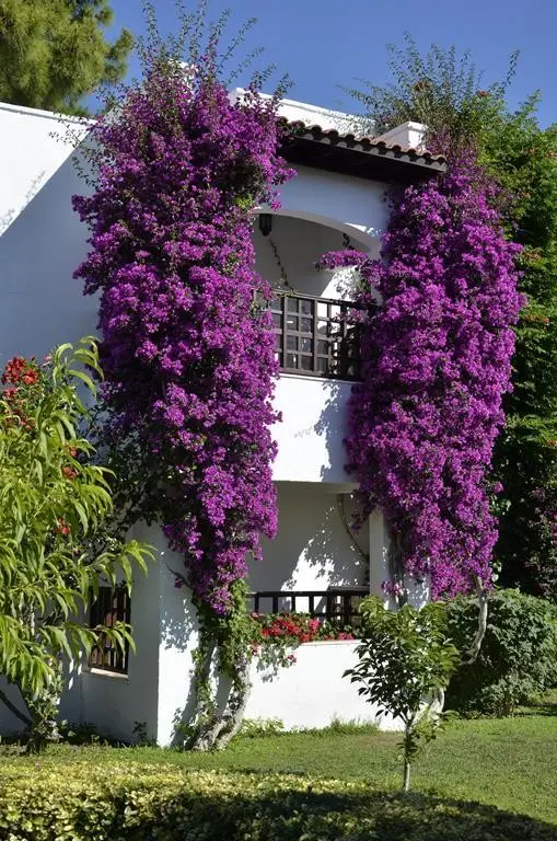 Emelda Sun Club — EMELDA SUN CLUB