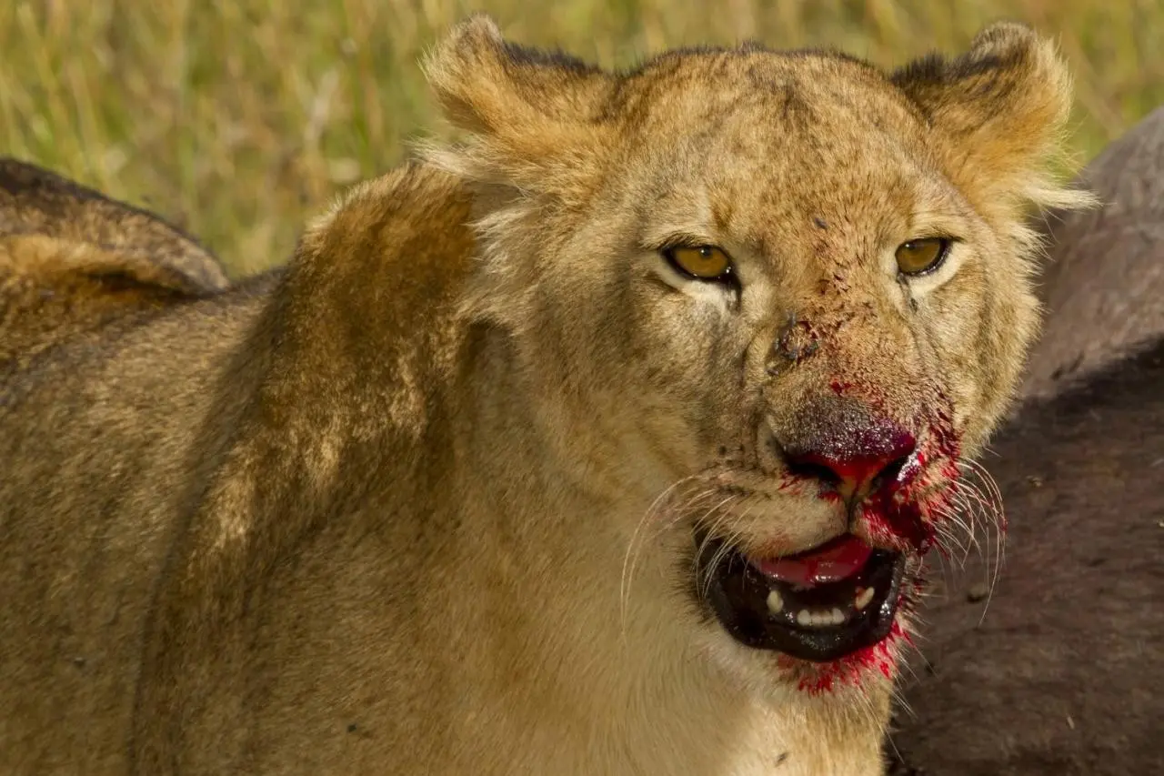 EXIMdiscovery: Afrykańska Odyseja – Mombasa; Mara; Naivasha — gallery