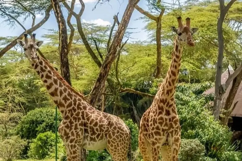 EXIMdiscovery: Afrykańska Odyseja – Mombasa; Mara; Naivasha — gallery