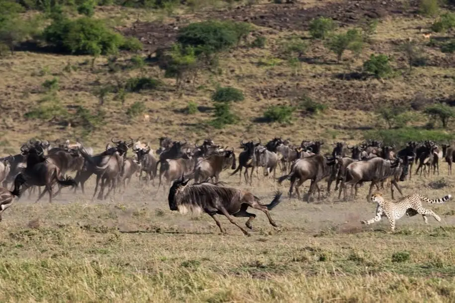 EXIMdiscovery: Afrykańska Odyseja – Mombasa; Mara; Naivasha — gallery