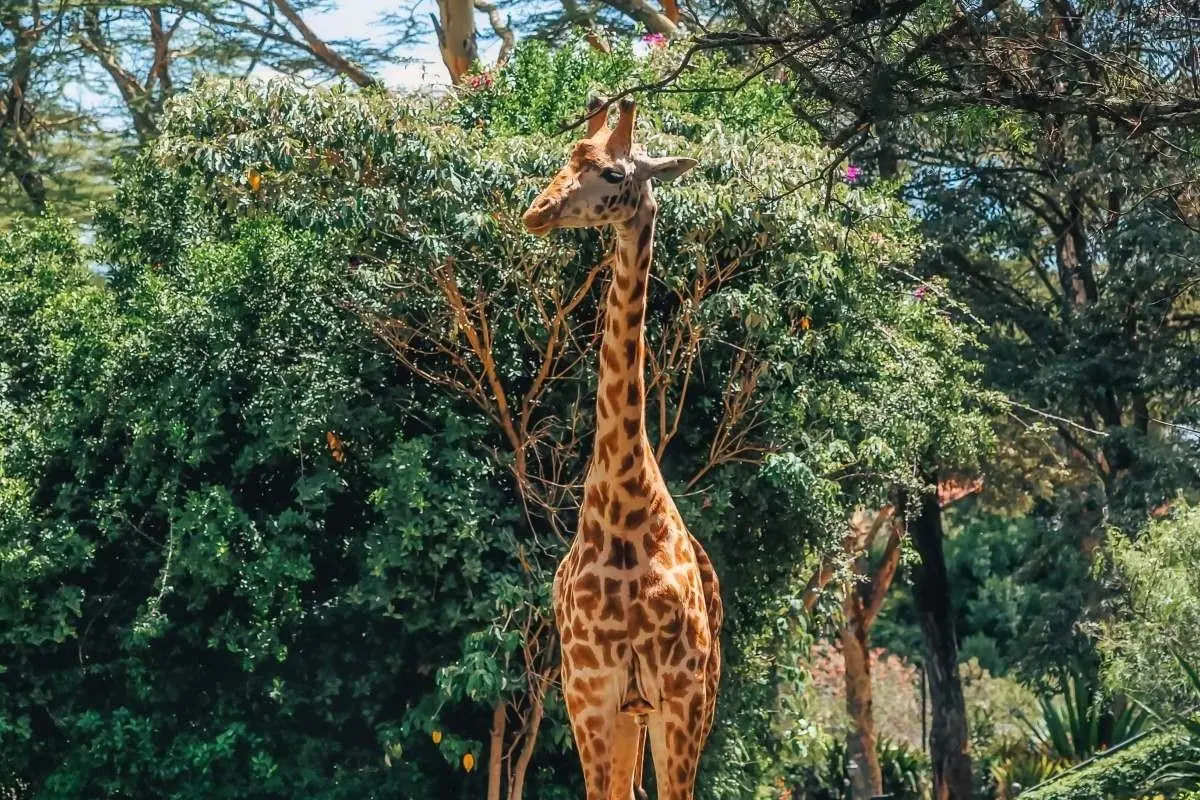 EXIMdiscovery: Afrykańska Odyseja – Mombasa; Mara; Naivasha — gallery