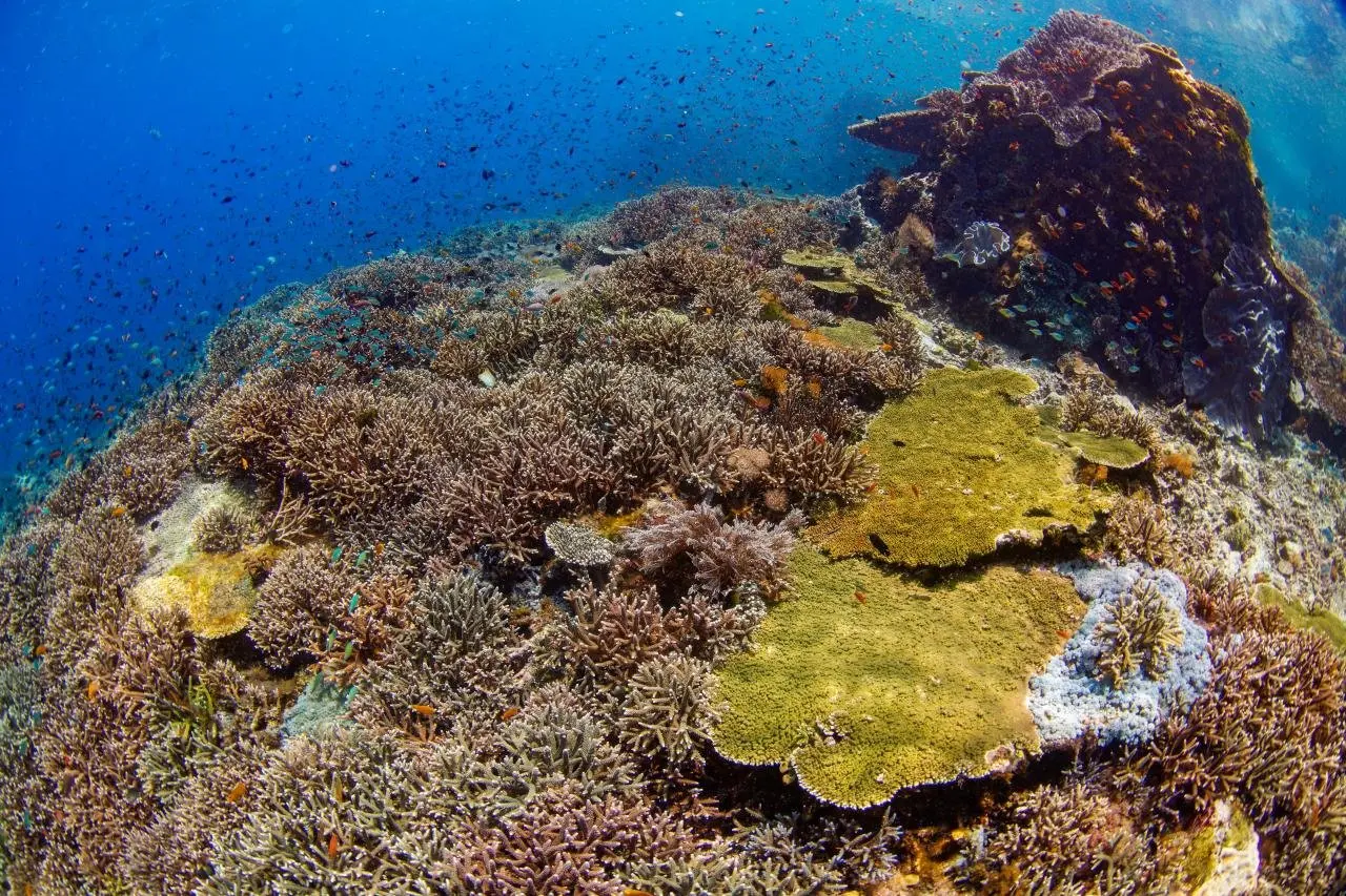 Eximdiscovery – Bali I Flores: Smoki; Plaże I Tropikalna Przygoda — gallery