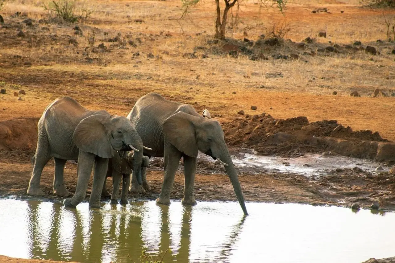 EXIMdiscovery - Czerwona Ziemia i Mgły Kilimandżaro — gallery