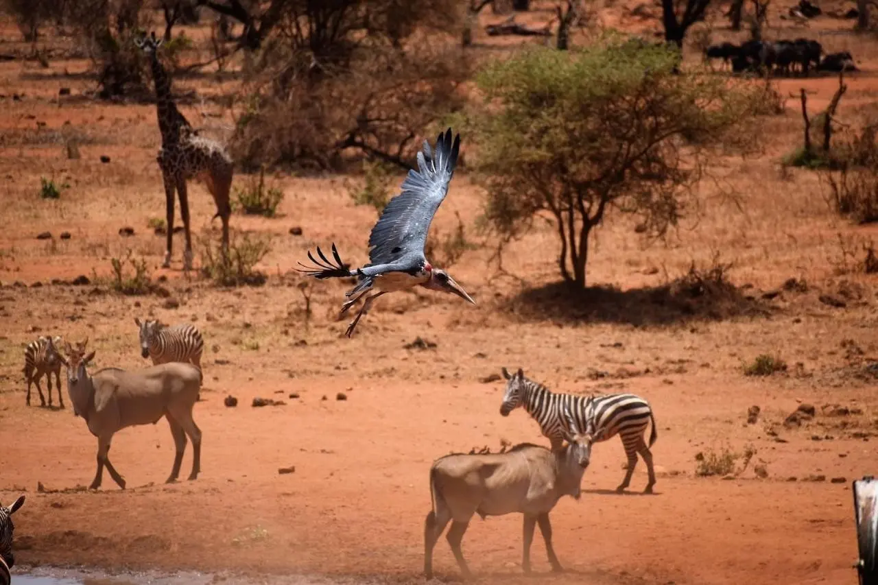 EXIMdiscovery - Czerwona Ziemia i Mgły Kilimandżaro — gallery