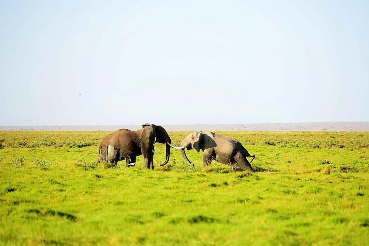 EXIMdiscovery - Czerwona Ziemia i Mgły Kilimandżaro — gallery