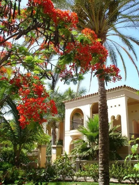Palm Oasis Maspalomas — PALM OASIS MASPALOMAS