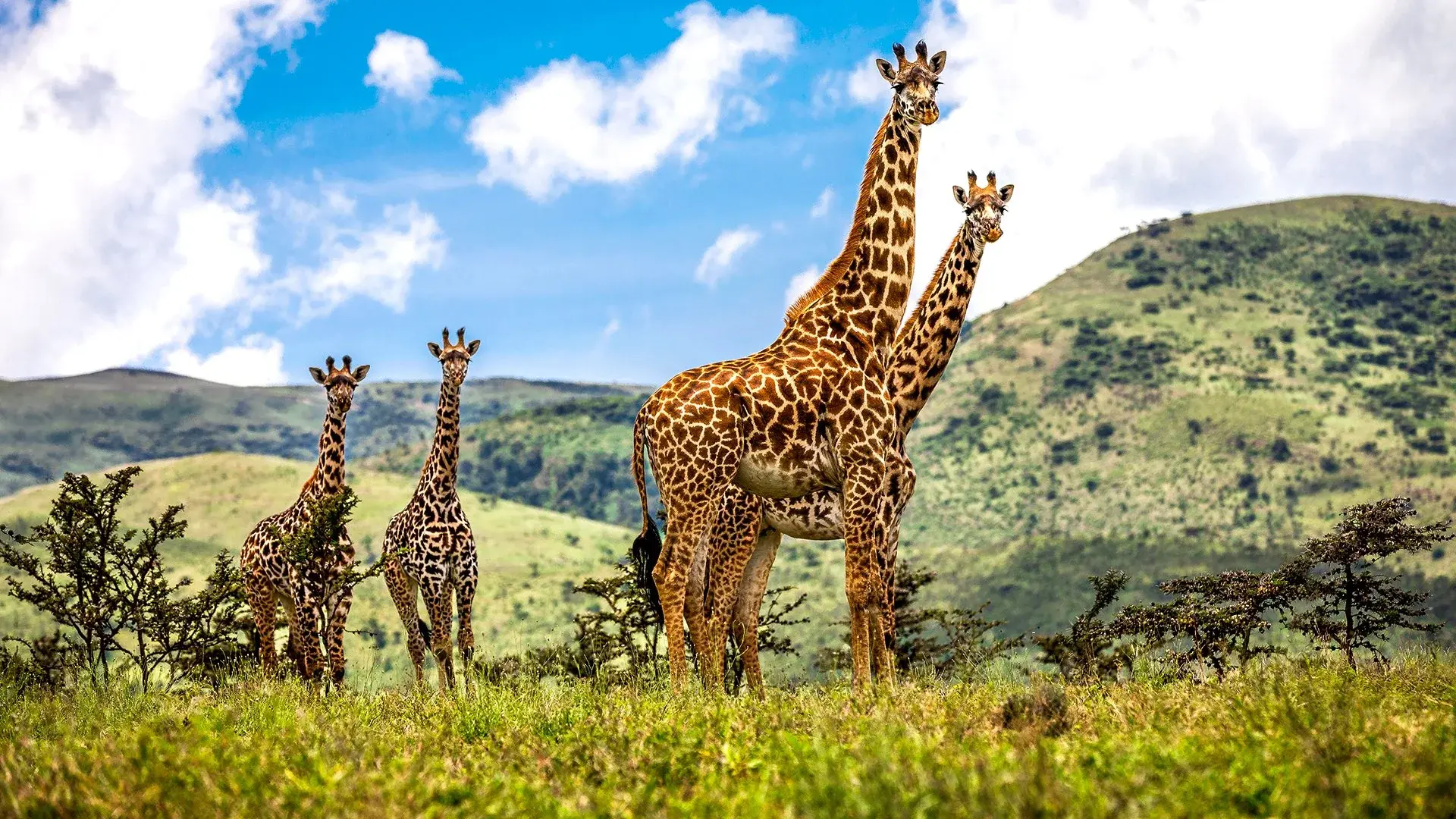 Wycieczka Oko w oko z Ngorongoro