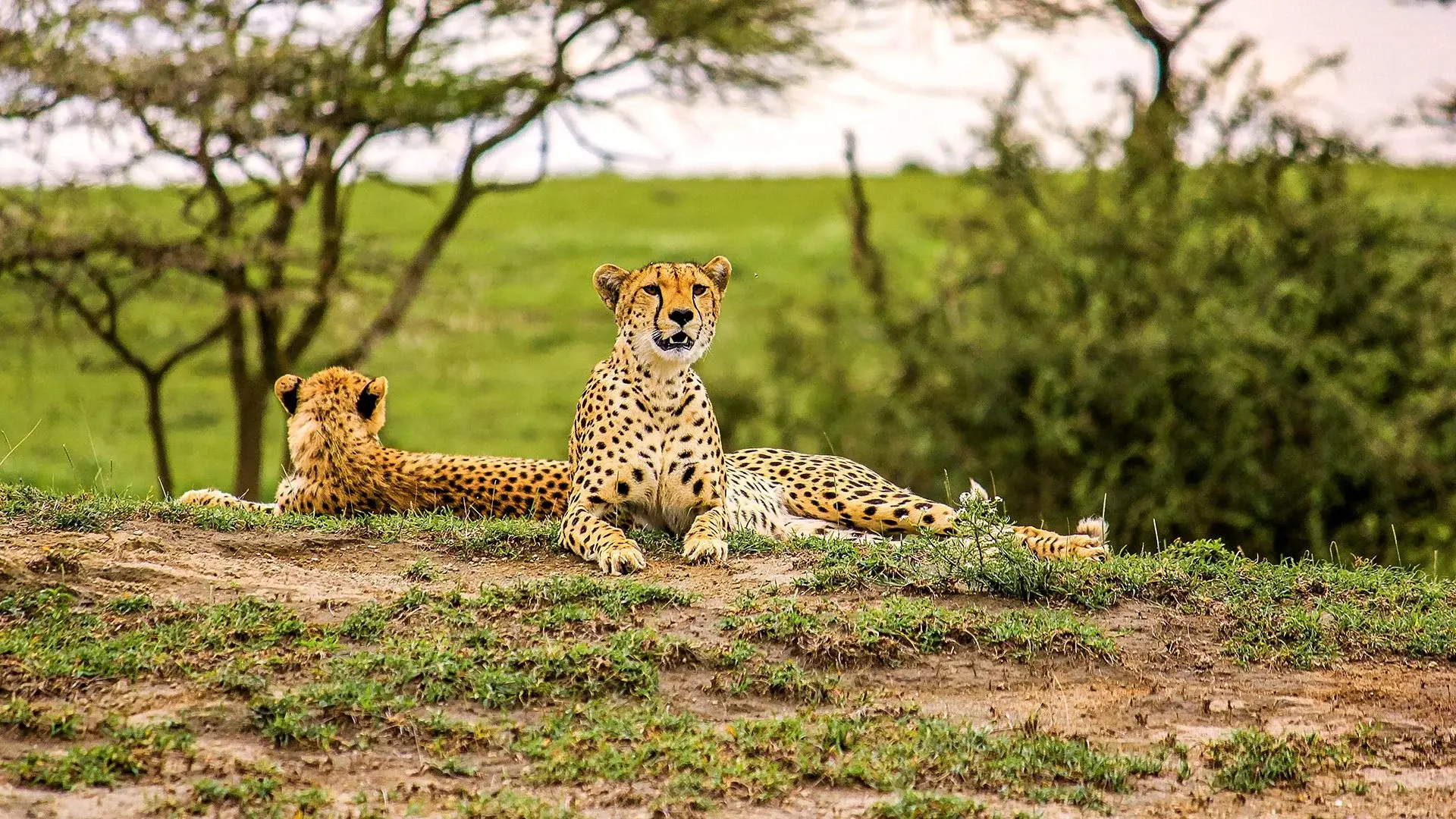 Oko w oko z Ngorongoro