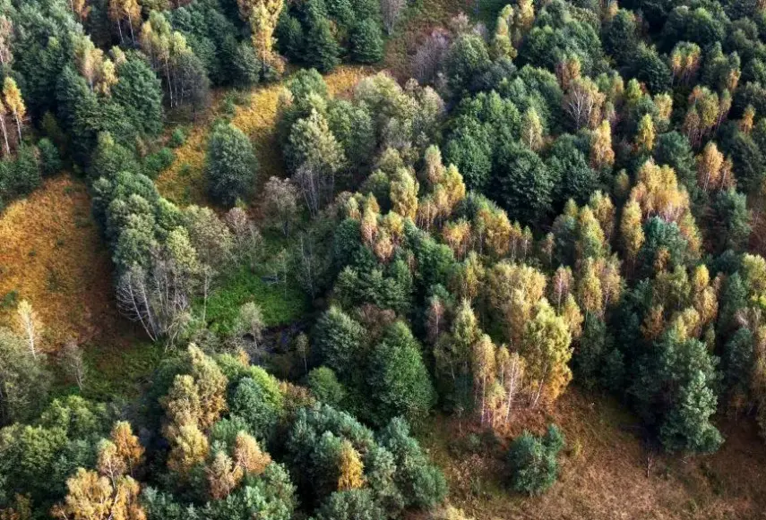 Widok z hotelu Białowieski