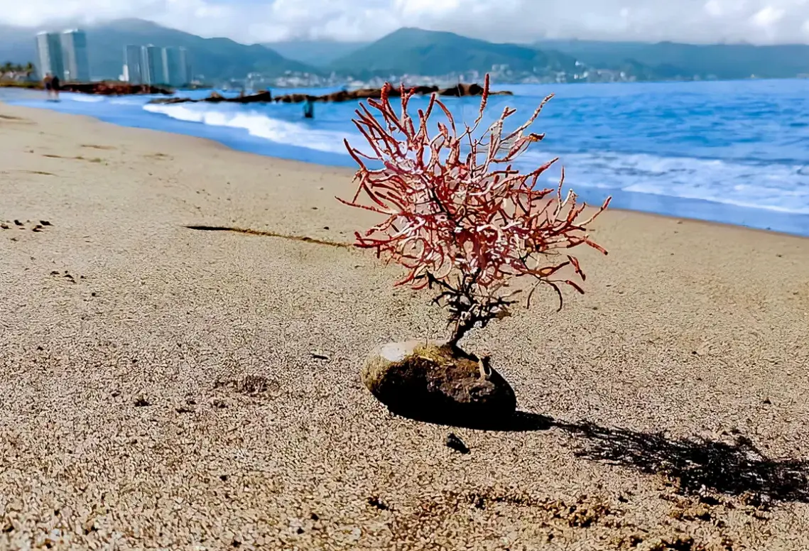 Plaża przy hotelu Vamar Marina & Beach Resort  (Vallarta)