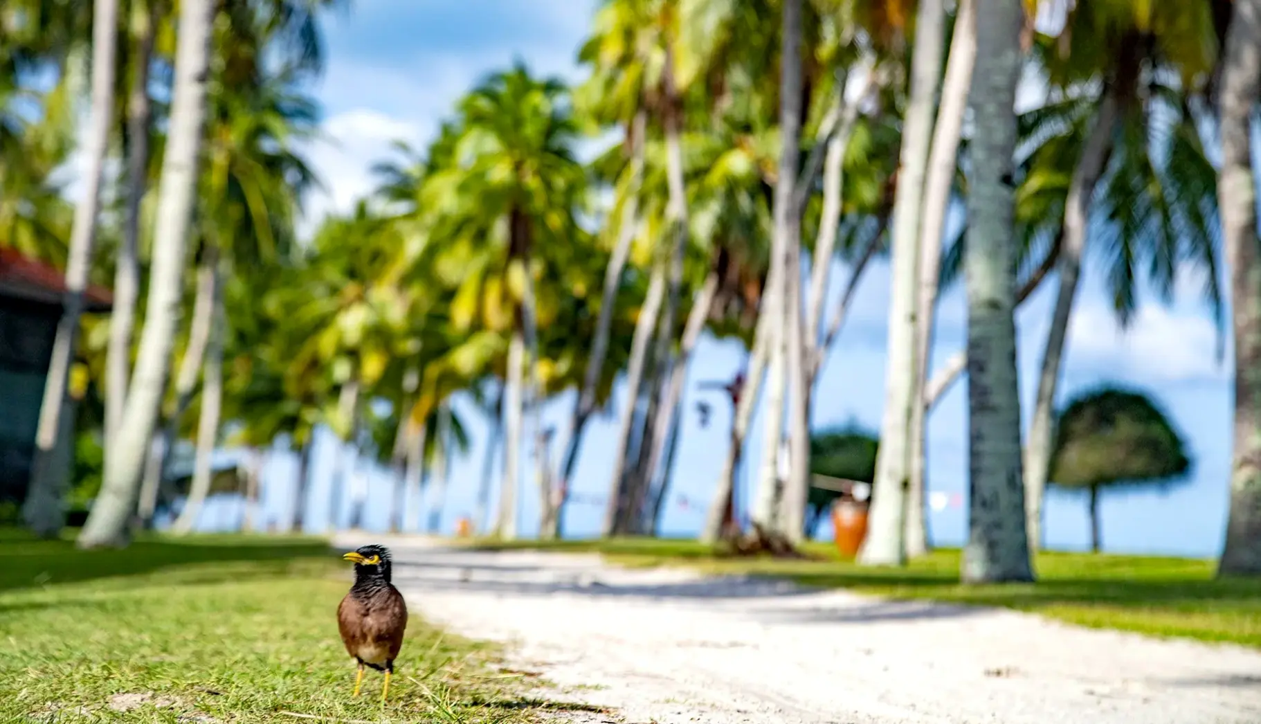 Plaża przy hotelu Pelangi Beach Resort & SPA Langkawi