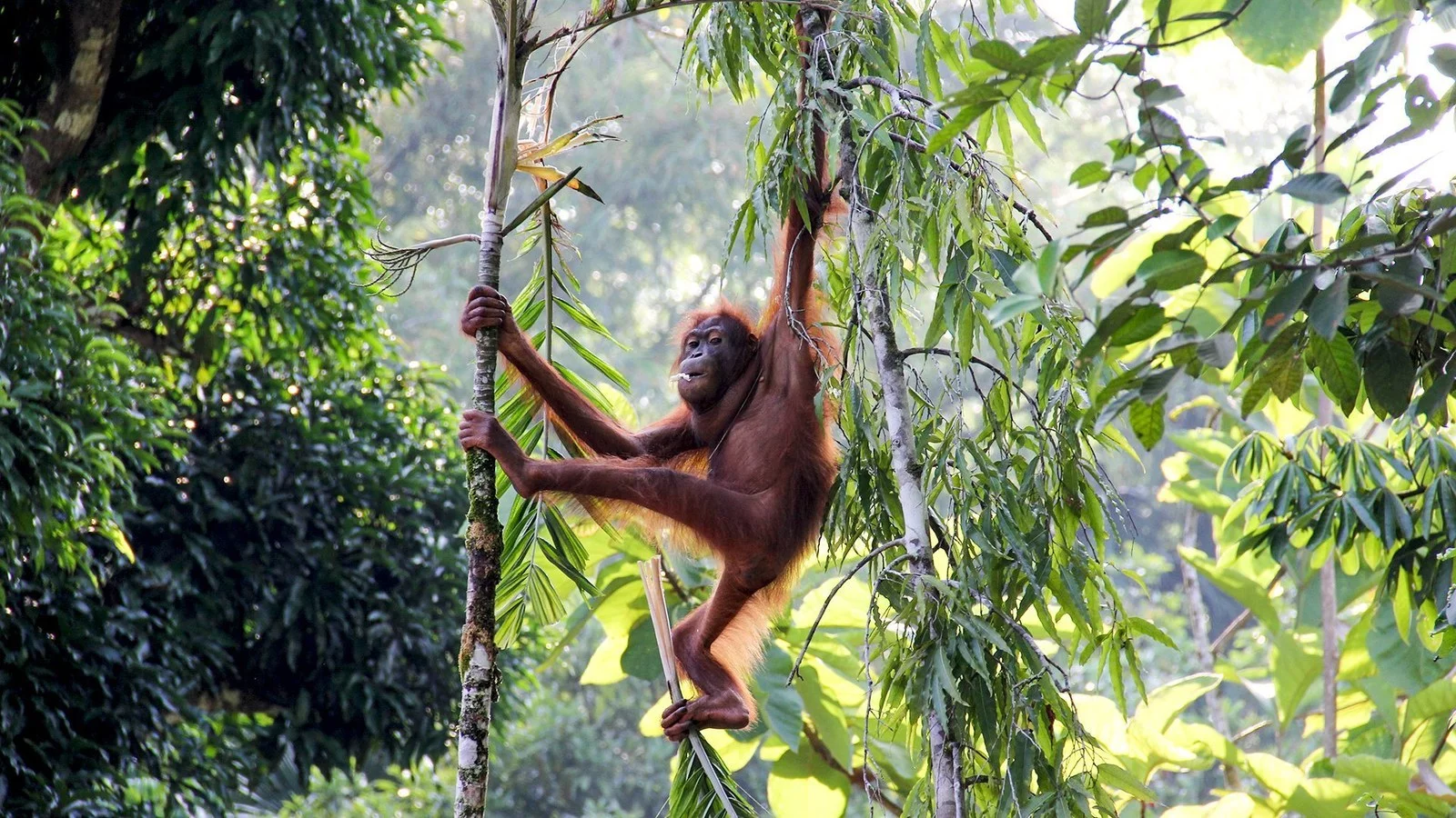 Hotel Do serca Borneo + Hotel Holiday Villa Resort & Beachclub